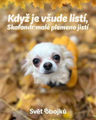 Všude listí, bláto, zima… ale Pablo jde pořád NA STYLOVKU. Náš Skafandr pro malá plemena ho chrání před vším, co si na něj...